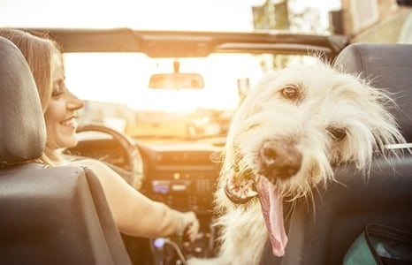 Tips for a Safe and Happy Road Trip with your Pet Tips for a Safe and Happy Road Trip with your Pet