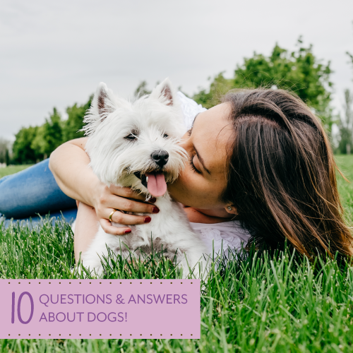 10-Questions-&-Answers-About-Dogs-500X500