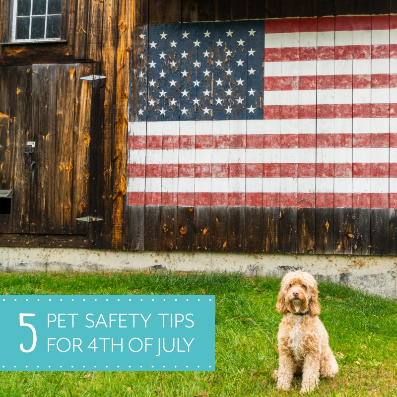 5 Pet Safety Tips For 4th of July 5 Pet Safety Tips For 4th of July