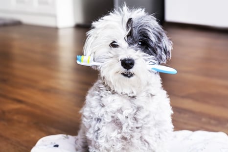 Dental Dog.jpg