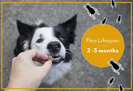 FBPost-Number1-FleaInfographic.jpg FBPost-Number1-FleaInfographic.jpg
