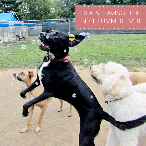 Dog having the best summer ever Dog having the best summer ever