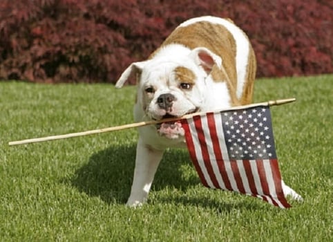 4th of july dog