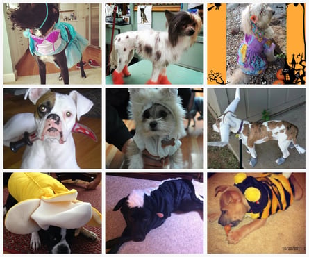 Collage2