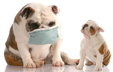 Coughing dog with mask