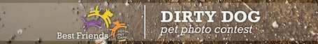 DirtyDog_Banner