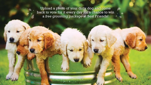 DirtyDog_Intro_Updated