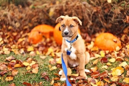Halloween photo