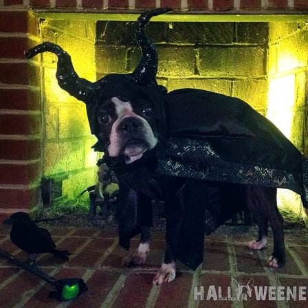 PetScares16