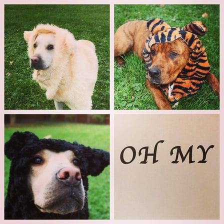 PetScares2