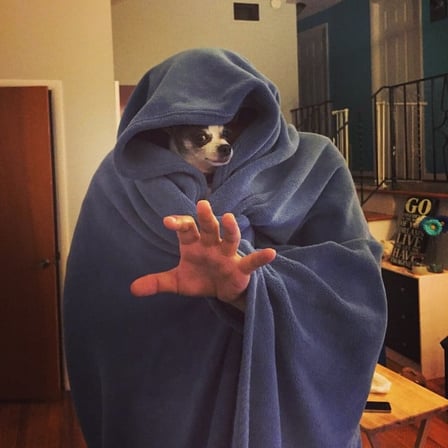 PetScares21