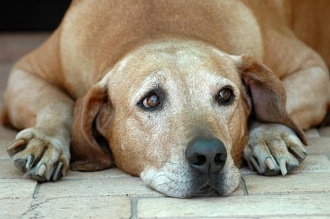 Senior dog photo (3)
