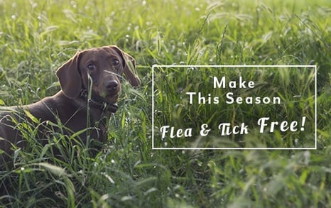 SpringSummer-FleaTickSeason-EmailHeader.jpg