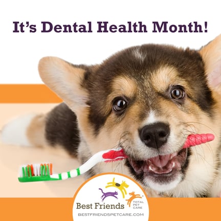 dental_post1