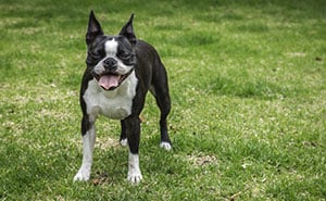 heatstroke in pets heatstroke in pets