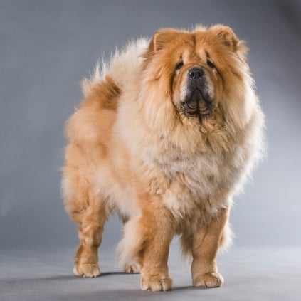 red chow-chow