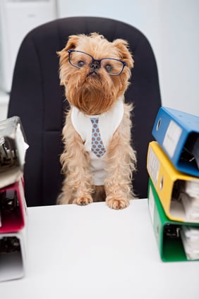 Dog in glasses
