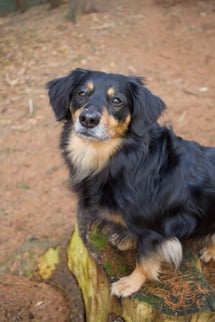 Lyme in Dogs Month - Best Friends Pet Care Lyme in Dogs Month