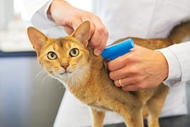microchip-you-pet Microchipping Pets