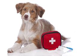 pet-first-aid-month Pet First Aid Month