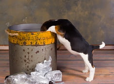 Prevent Accidental Pet Poisoning