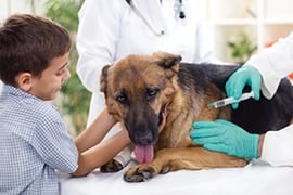 Rabies Vaccination What is Rabies, and Why is Vaccination Important?