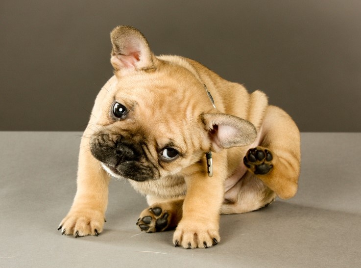 Itching frenchie Prevent itching, discomfort, and potentially disease by treating your pets for fleas.