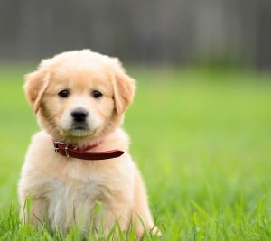 Golden Retriever Puppy Golden Retriever Puppy
