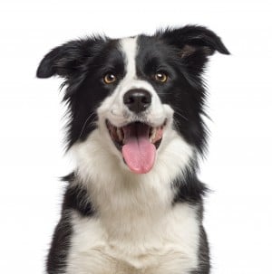 Cute Border Collie Border Collie