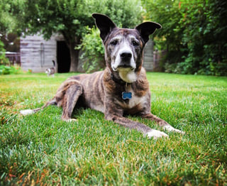 senior dog with arthritis
