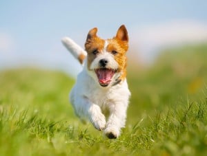 Happy Puppy