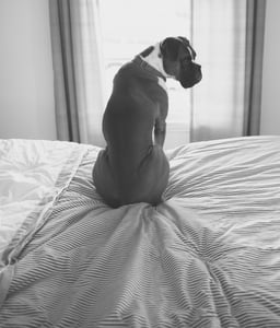 Cancer in pets Cancer in pets