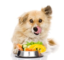 Toxic Food for Pets Toxic Food for Pets