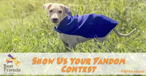 Show Us Your Fandom Announcement Graphic 3.0.jpg