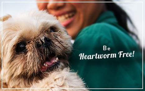 Be Heartworm Free! Be Heartworm Free!