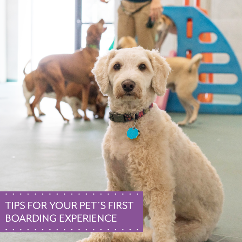 Tips-for-Boarders---Blog-Main-Image
