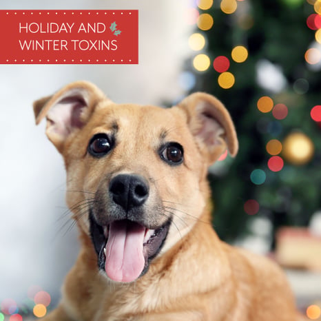 Holiday_Toxins_MainPhoto_500x500.png