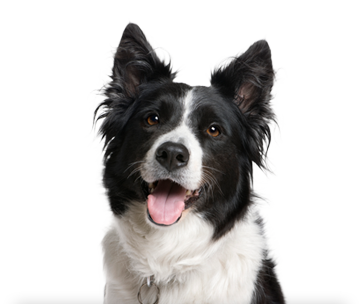 Best Friends Pet Care : The Dog Dish